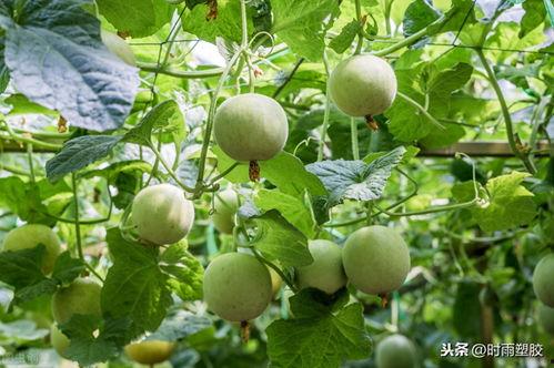 甜瓜游乐场最新版大爆料,全新玩法与惊喜等你探索  第3张